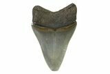 Serrated, Colorful, Fossil Megalodon Tooth - Georgia #338761-1
